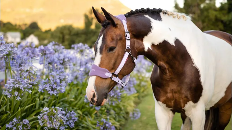 LeMieux Vogue Headcollar and Leadrope Wisteria-2